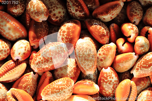 Image of sea shells background