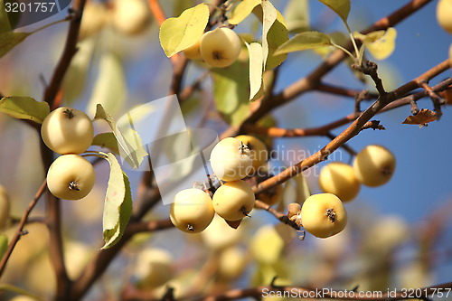 Image of yellow apples  on the tree