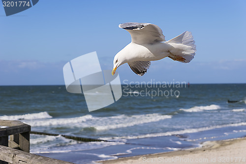 Image of Flying seagull