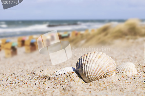 Image of Seashell and beach chairs Baltic Sea