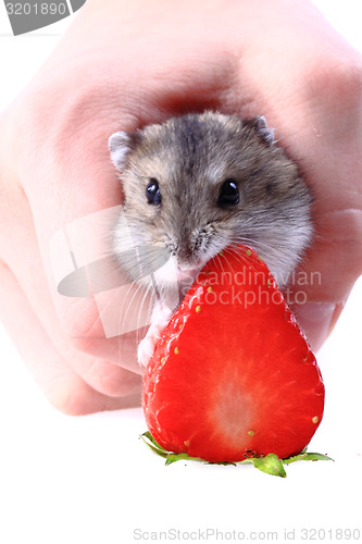 Image of dzungarian mouse and fresh strawberry isolated