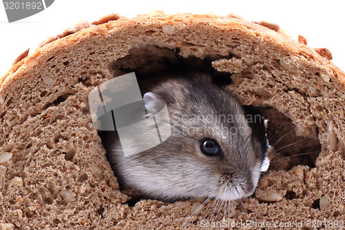Image of dzungarian mouse and the bread
