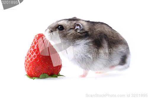 Image of dzungarian mouse and fresh strawberry isolated