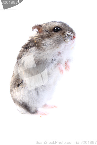 Image of dzungarian mouse