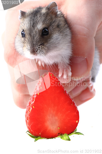 Image of dzungarian mouse and fresh strawberry isolated
