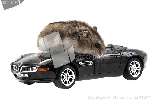 Image of dzungarian mouse and toy car 