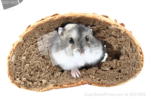 Image of dzungarian mouse and the bread