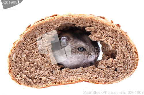 Image of dzungarian mouse and the bread