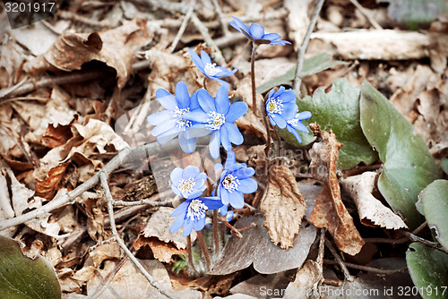 Image of violets flowers