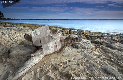 Image of Driftwood on the beach