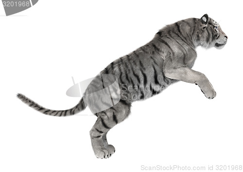 Image of White Tiger
