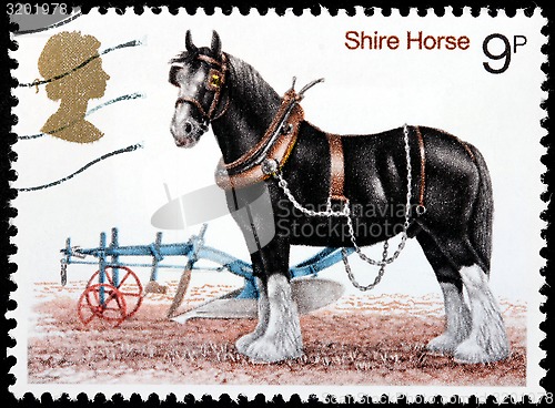 Image of Shire Horse