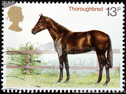 Image of Thoroughbred