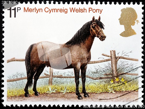 Image of Welsh Pony