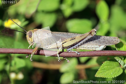 Image of Grasshopper