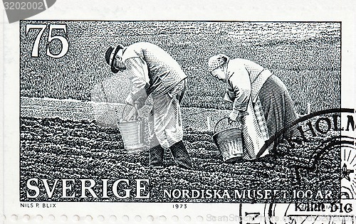 Image of Potato Planting