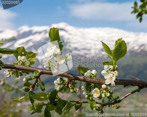 Image of Landscape with mountains. Norwegian fjords