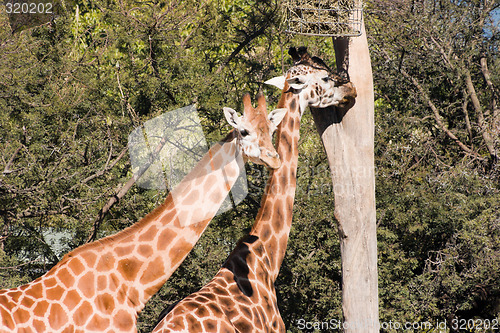 Image of Giraffes