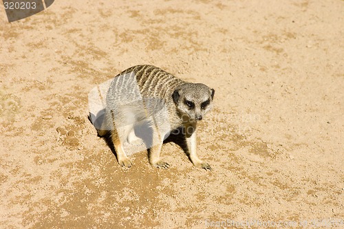 Image of Meerkat