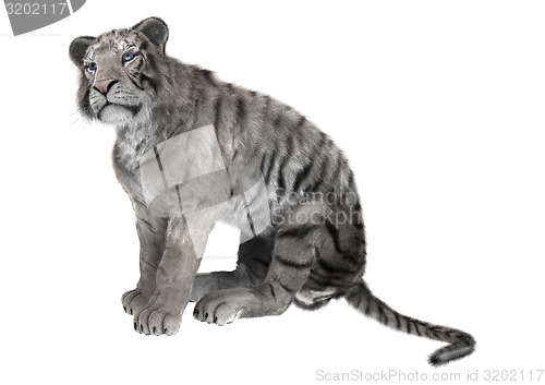 Image of White Tiger