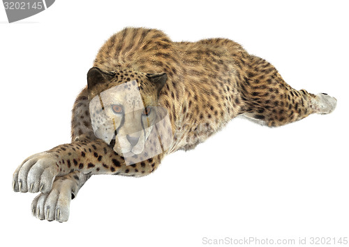 Image of Cheetah