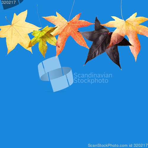 Image of Leaves in Blue