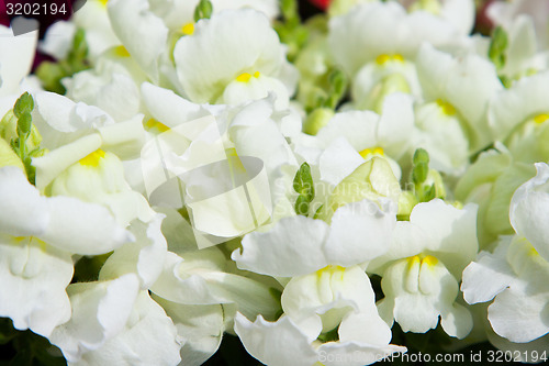 Image of beautiful white flowers at summer garden