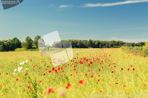 Image of summer blooming poppy field