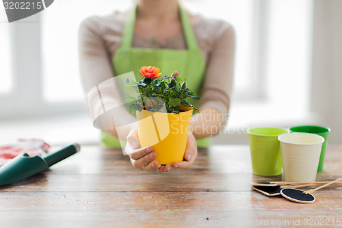 Image of close up of woman hands holding roses bush in pot