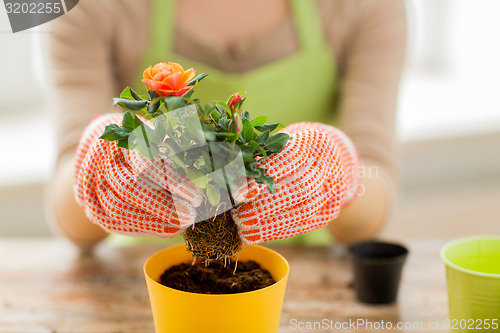 Image of close up of woman hands planting roses in pot