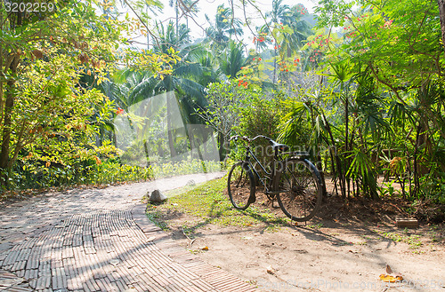 Image of bicycle at tropical park roadway