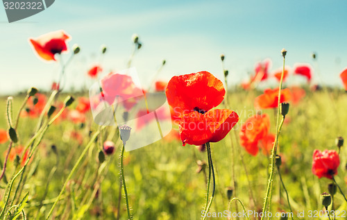 Image of summer blooming poppy field