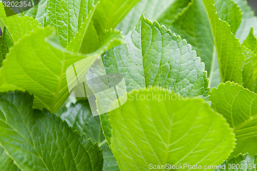 Image of green leafs