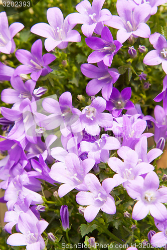 Image of beautiful bellflowers at summer garden