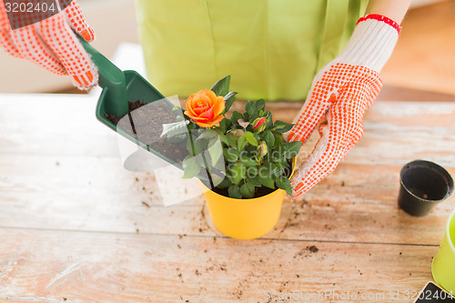 Image of close up of woman hands planting roses in pot