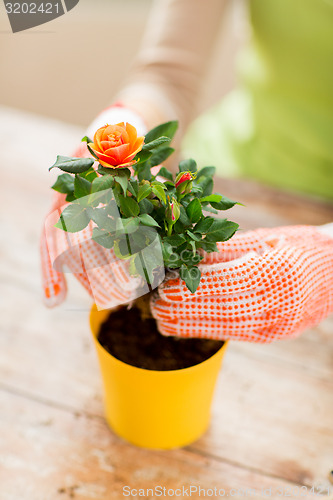 Image of close up of woman hands planting roses in pot