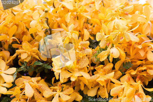 Image of beautiful orchid flowers