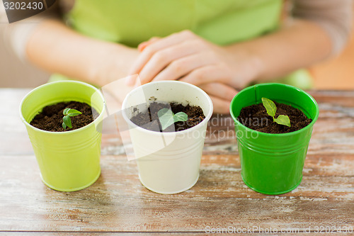 Image of close up of sprouts in pots and gardener or woman