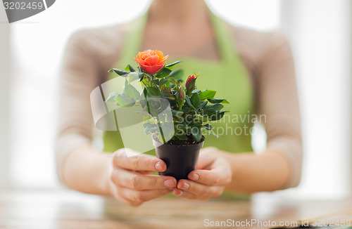 Image of close up of woman hands holding roses bush in pot