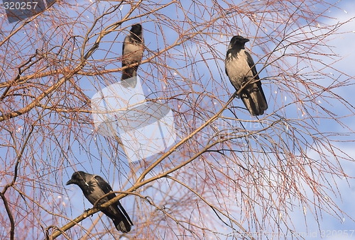 Image of Hooded Crow