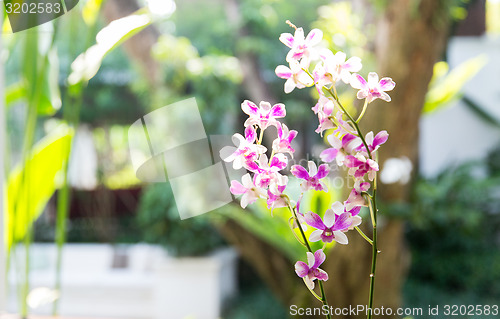 Image of beautiful orchid flowers