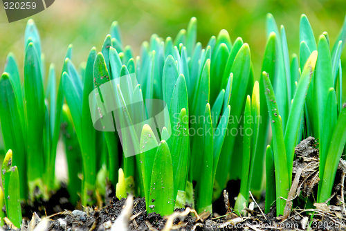 Image of Spring shoots