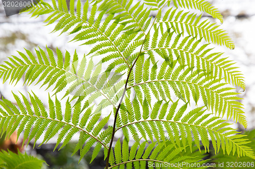 Image of green fern frond