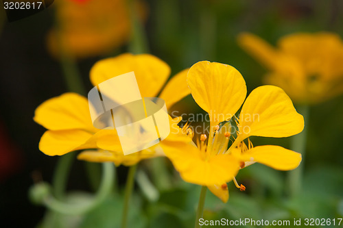 Image of beautiful yellow flowers at summer garden