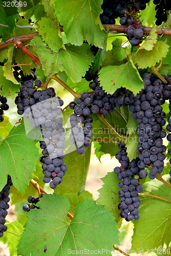 Image of Grapes