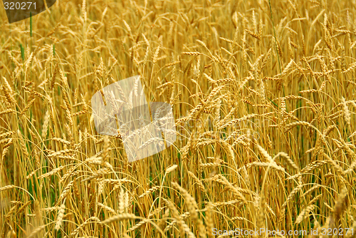 Image of Grain field