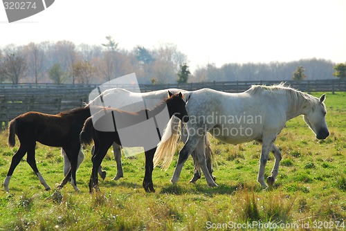 Image of Horses