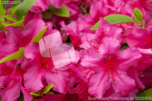 Image of beautiful red flowers at summer garden