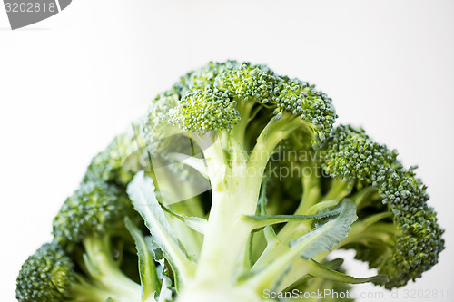 Image of close up of broccoli over white