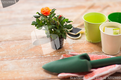 Image of close up of rose flower and garden tools on table